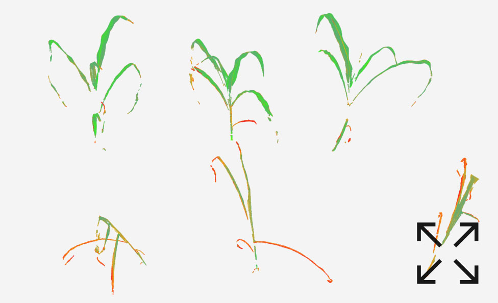 The digital plant parameter NDVI is a good indicator for plant health. Visualizing plant health in color helps you and your stakeholders to understand the effect better. Copy this link for the interactive model: https://sketchfab.com/3d-models/maize-2a31265a57d5498ca25d25029ee78d6b